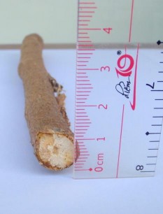 Hình 4 6 Hình đường kính thân Đinh lăng Thân Đinh lăng màu vàng nhạt hay nâu 20