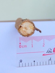 Hình 4 6 Hình đường kính thân Đinh lăng Thân Đinh lăng màu vàng nhạt hay nâu 21