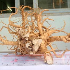 Hình 4 7 Hình hình thái bên ngoài rễ Đinh lăng Hình 4 8 Hình thái bên ngoài rễ 22