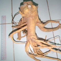 Hình 4 8 Hình thái bên ngoài rễ chính và rễ con Đinh lăng Rễ cong queo có màu 23