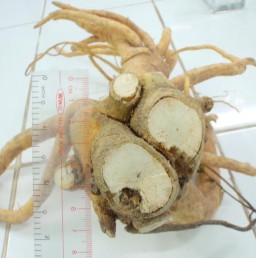 Hình 4 8 Hình thái bên ngoài rễ chính và rễ con Đinh lăng Rễ cong queo có màu 24