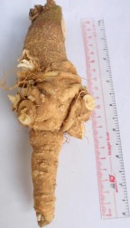 Hình 4 8 Hình thái bên ngoài rễ chính và rễ con Đinh lăng Rễ cong queo có màu 25