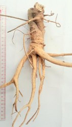 Hình 4 8 Hình thái bên ngoài rễ chính và rễ con Đinh lăng Rễ cong queo có màu 26