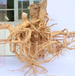 Hình 4 8 Hình thái bên ngoài rễ chính và rễ con Đinh lăng Rễ cong queo có màu 27