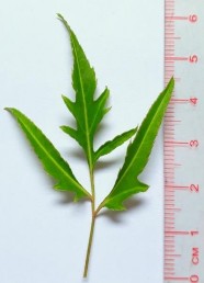 Hình 4 2 Hình thái bên ngoài của lá Đinh lăng Cây nhỏ dạng bụi cao từ 0 5 2 3