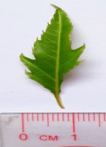 Hình 4 2 Hình thái bên ngoài của lá Đinh lăng Cây nhỏ dạng bụi cao từ 0 5 2 4