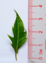 Hình 4 2 Hình thái bên ngoài của lá Đinh lăng Cây nhỏ dạng bụi cao từ 0 5 2 5