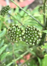 ‘ Hình 4 3 Cụm hoa Đinh lăng Hình 4 4 Hình thái bên ngoài hoa Đinh lăng Cụm hoa 6