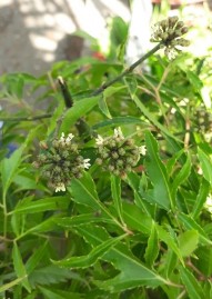 ‘ Hình 4 3 Cụm hoa Đinh lăng Hình 4 4 Hình thái bên ngoài hoa Đinh lăng Cụm hoa 7