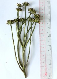 Hình 4 3 Cụm hoa Đinh lăng Hình 4 4 Hình thái bên ngoài hoa Đinh lăng Cụm hoa mọc 8