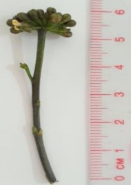 Hình 4 3 Cụm hoa Đinh lăng Hình 4 4 Hình thái bên ngoài hoa Đinh lăng Cụm hoa mọc 9