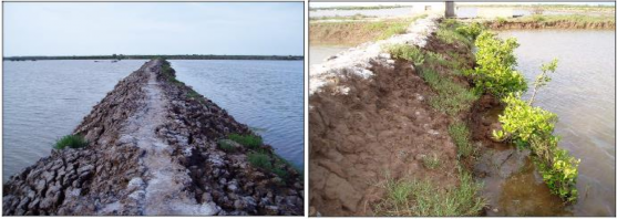 Hình 2 9 Ảnh bờ ao khi trong ao không có RNM và có RNM Nguồn Phạm Huy Duy 2008 1