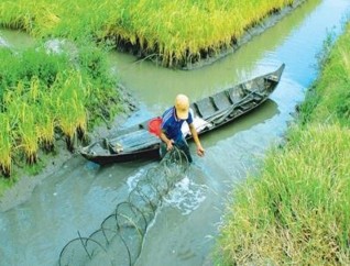 Mô hình tôm lúa là hình thức canh tác kết hợp giữa trồng trọt và thủy sản 10