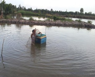 Nuôi quảng canh cải tiến Là hình thức nuôi dựa trên nền tảng của hình thức 8