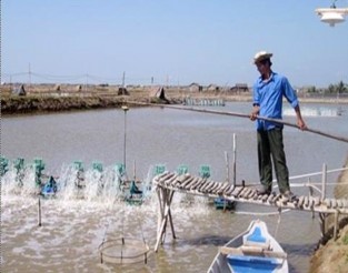 Nuôi thâm canh Là hình thức nuôi dựa hoàn toàn vào thức ăn bên ngoài thức ăn 9