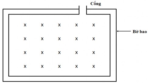 Mô hình 1 Cây ngập mặn được trồng ở dưới nước thường được trồng 2