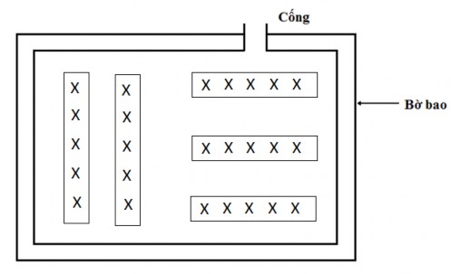 Mô hình 2 Cây ngập mặn trồng trên các mô đất cây không ngập nước Sau 5