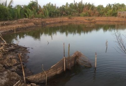 Hình 4 8 Cái lú trong ao tôm 4 2 3 Lịch sử hình thành hai mô hình Mô hình 1 Ban 7