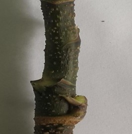 Đoạn thân Hình 4 1 Cây Đinh lăng 1