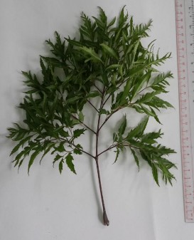 Hình 4 1 Lá Đinh lăng Cụm hoa tán tụ thành chùm ở ngọn cành Hoa nhỏ đều 1