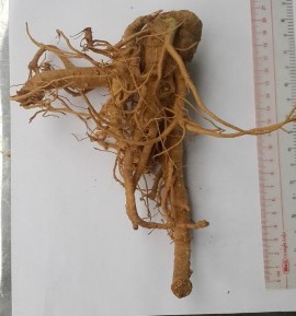 Hình 4 4 Rễ Đinh lăng Nhận xét Mẫu Đinh lăng được trồng tại Tri Tôn An 10