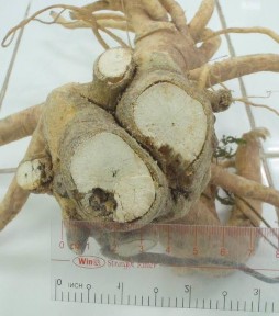 Hình 4 4 Rễ Đinh lăng Nhận xét Mẫu Đinh lăng được trồng tại Tri Tôn An 11