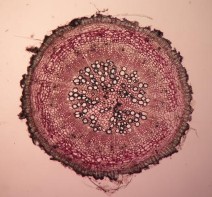 Toàn rễ Vùng tủy Bần Tinh thể cacli oxalat hình cầu gai Bần Mô mềm vỏ Libe 2 12