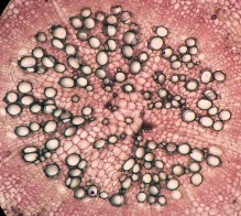 Toàn rễ Vùng tủy Bần Tinh thể cacli oxalat hình cầu gai Bần Mô mềm vỏ Libe 2 13