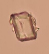 Tinh thể cacli oxalat hình khối Hạt tinh bột Hình 4 7 Soi bột rễ Đinh Lăng 4 2 19