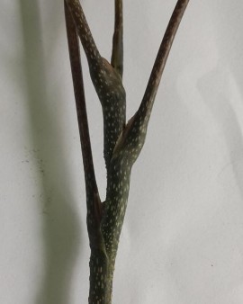 Hình 4 1 Lá Đinh lăng Cụm hoa tán tụ thành chùm ở ngọn cành Hoa nhỏ đều 2