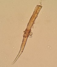 Hình 4 7 Soi bột rễ Đinh Lăng 4 2 THỬ TINH KHIẾT 4 2 1 Độ ẩm Cân khoảng 1 5 g 21