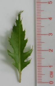 Hình 4 1 Lá Đinh lăng Cụm hoa tán tụ thành chùm ở ngọn cành Hoa nhỏ đều 3