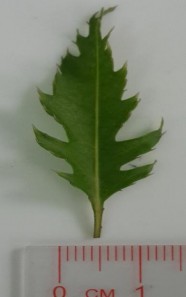 Hình 4 1 Lá Đinh lăng Cụm hoa tán tụ thành chùm ở ngọn cành Hoa nhỏ đều 4