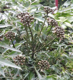 Hình 4 2 Hoa Đinh lăng Quả hạch hình bầu dục mang trên đỉnh quả vòi nhụy 5