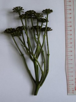 Hình 4 2 Hoa Đinh lăng Quả hạch hình bầu dục mang trên đỉnh quả vòi nhụy 6