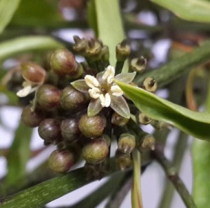 Hình 4 2 Hoa Đinh lăng Quả hạch hình bầu dục mang trên đỉnh quả vòi nhụy 7