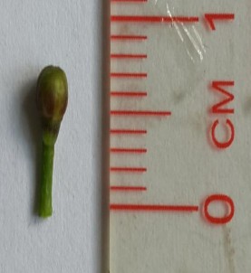 Hình 4 2 Hoa Đinh lăng Quả hạch hình bầu dục mang trên đỉnh quả vòi nhụy 8