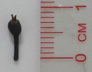 Hình 4 3 Quả Đinh lăng Rễ cong queo mặt cắt ngang màu vàng nhạt Mặt ngoài màu 9