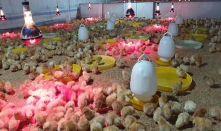Đánh giá thực trạng hoạt động và quy trình kỹ thuật chăn nuôi gà thịt tại trang trại Hùng Lan, xã Cao Ngạn, thành phố Thái Nguyên, tỉnh Thái Nguyên - 7