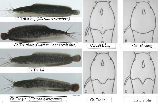 Hình 2 1 Đặc điểm nhận dạng 4 loài cá trê 2 1 1 2 Đặc điểm hình thái Cá trê 1