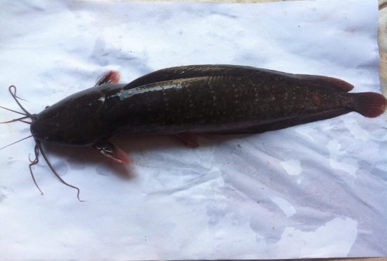 Hình 2 2 Hình thái bên ngoài cá trê vàng Nguồn tự chụp 2 1 1 3 Phân bố và 2