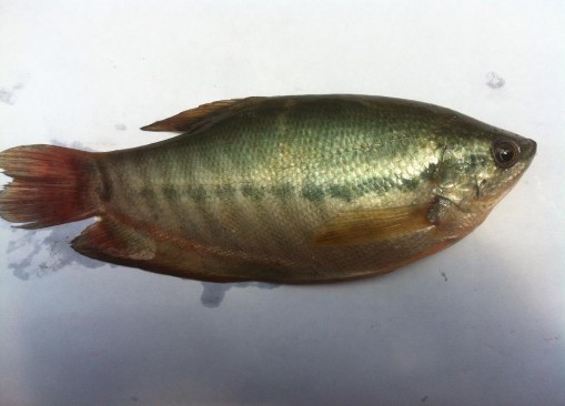 Hình 2 3 Hình thái bên ngoài cá sặc rằn Nguồn tự chụp 2 1 2 3 Phân bố và 1