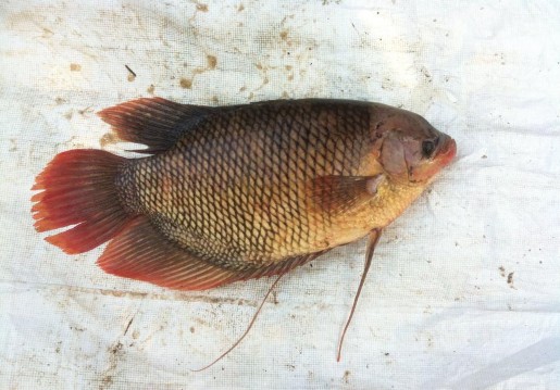 Hình 2 4 Hình thái bên ngoài cá tai tượng Nguồn tự chụp 2 1 3 3 Phân bố và 2