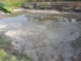 Hình 3 1 Ao dùng bố trí thí nghiệm Giai nuôi cá được may bằng lưới với quy 1