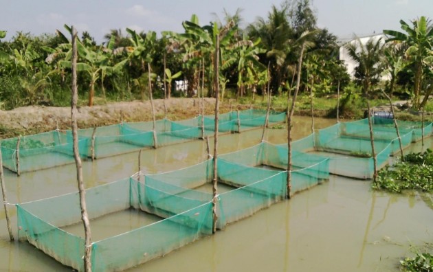 Hình 3 2 Hệ thống giai thí nghiệm 3 3 3 Thức ăn cho cá Thức ăn cung cấp cho cá 3