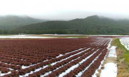 Tìm hiểu cơ cấu tổ chức và hoạt động sản xuất nông nghiệp của trang trại Yoshio Takamizawa - 7