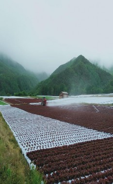 Máy cày đang phun thuốc cho rau Phân bón thường dùng Ruộng sau khi trải bạt 12