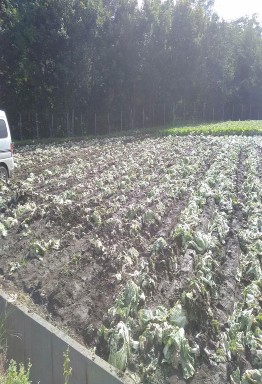 Máy cày Ruộng sau khi dọn Thu hoạch cải thảo Che rau khi thời tiết về đêm có 5