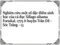 Nghiên cứu một số đặc điểm sinh học của cá đục Sillago sihama Forsskal, 1775 ở huyện Trần Đề - Sóc Trăng - 13