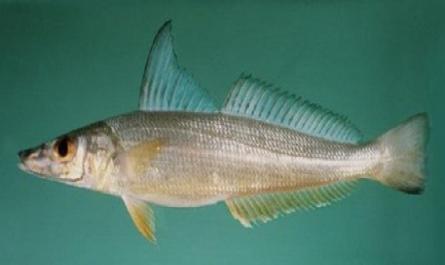 Nghiên cứu một số đặc điểm sinh học của cá đục Sillago sihama Forsskal, 1775 ở huyện Trần Đề - Sóc Trăng - 2